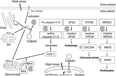 The role of calcium-calpain pathway in hyperthermia